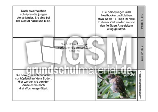 Leporello-Amsel-Aufzucht-ohne-Fotos-2.pdf